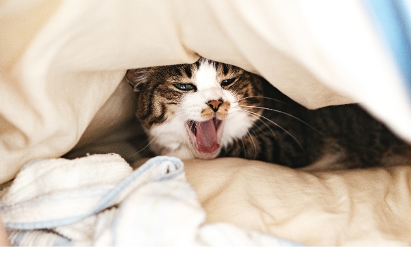 猫のあくびの意味とは？においが臭い原因は病気の可能性が！