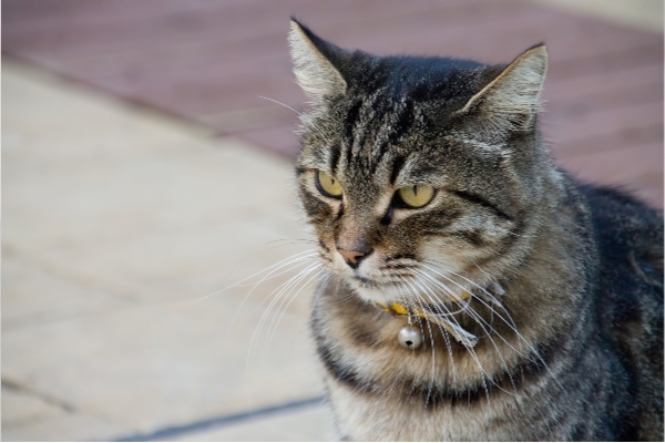 猫がえずくけど吐かない理由とは 原因や病気も合わせて紹介