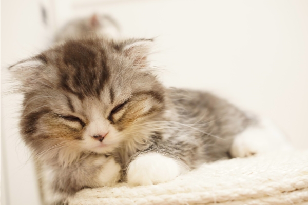 猫は一緒に寝る人を選んでいる？寝る位置によって信頼度が違う？