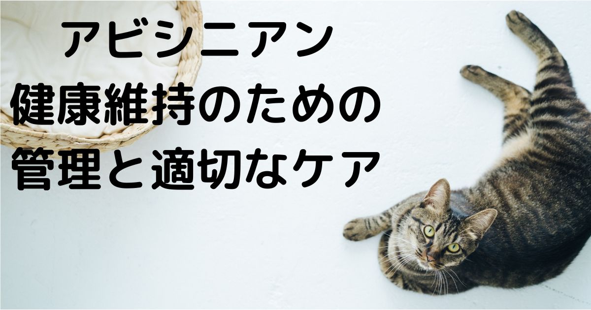 アビシニアンの健康維持のための管理と適切なケア