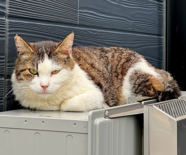 くつろいでいる猫