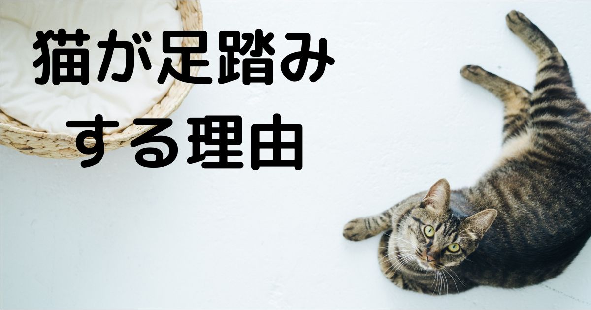 猫が足踏みする理由