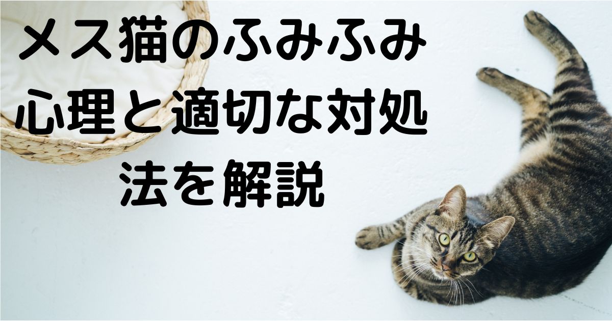 メス猫のふみふみ 心理と適切な対処法を解説