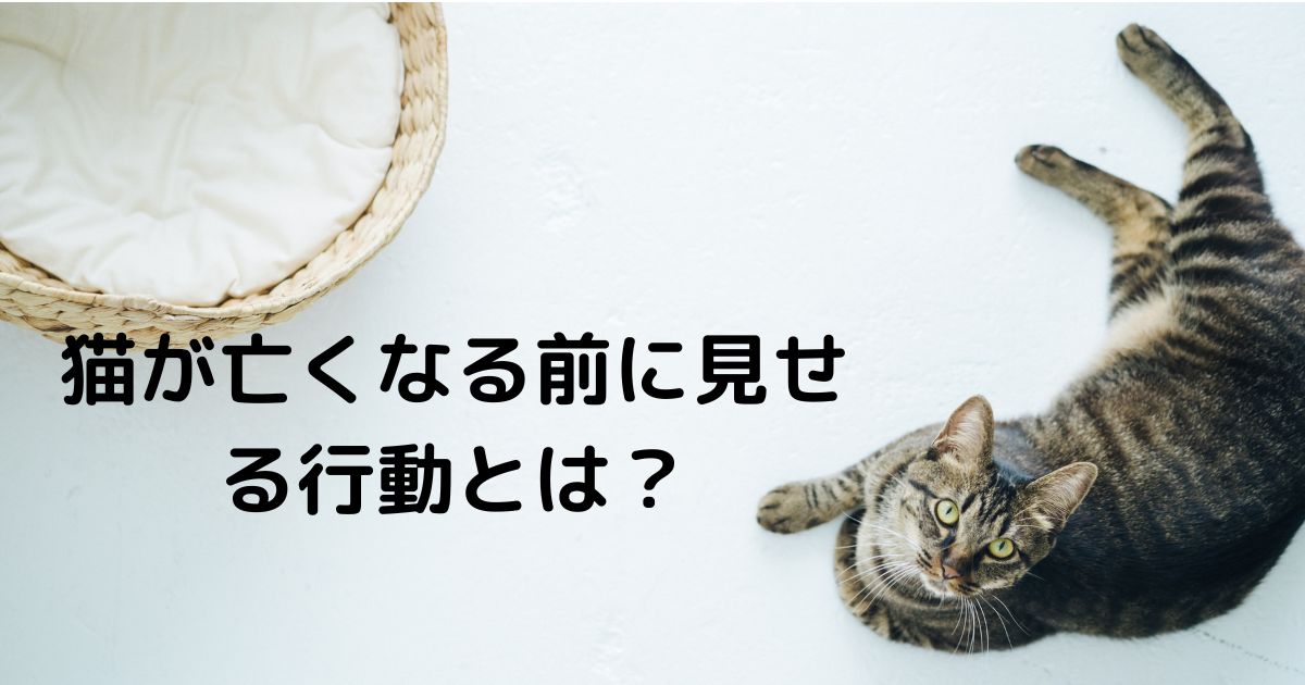 猫が亡くなる前に風呂場へ行く行動に込められた意味