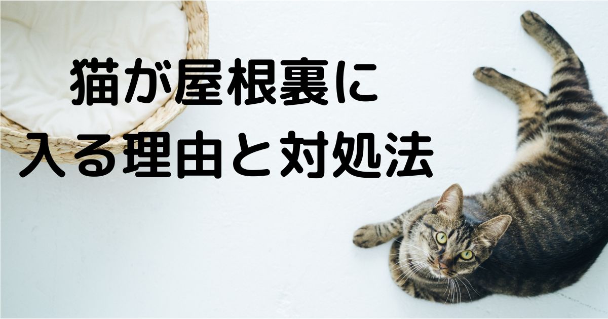 猫が屋根裏に入る原因やルート、出てこない時の対応方法について詳しく解説