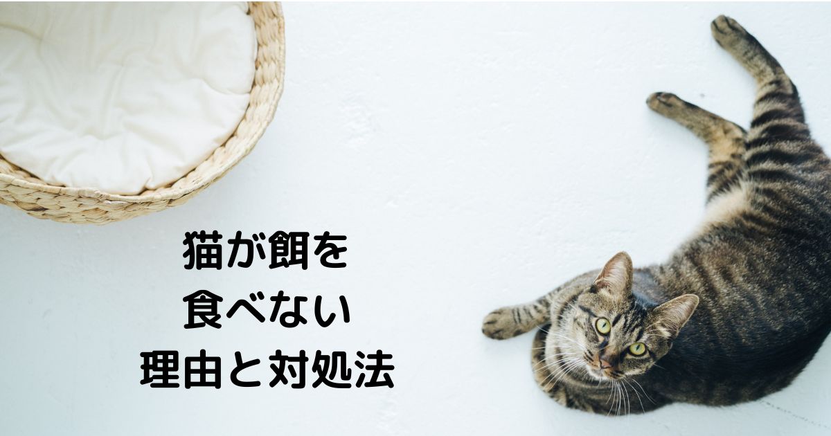 猫が餌を食べない理由や、どう対処すべきかについて詳しく解説し、実際の経験をもとにしたアドバイスもご紹介します。