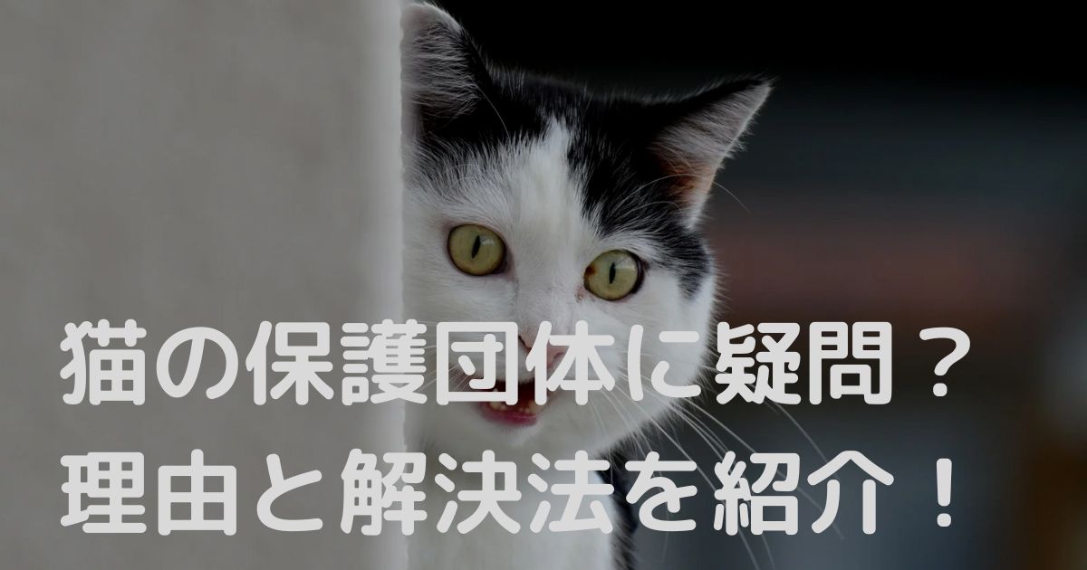 猫の保護団体に対する疑問と対策