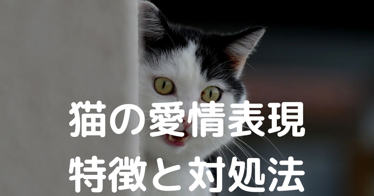 激しい猫の愛情の対処法