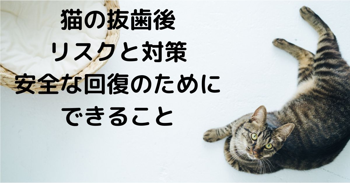 猫の抜歯後に起こり得るリスクとその対策について詳しく解説。