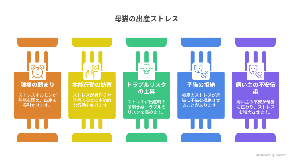 猫の出産を見てはいけない5つの理由