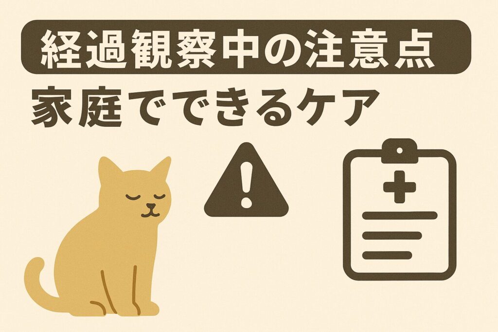 猫 経過観察中 注意点